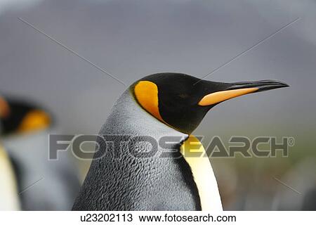 Stock Image - Adult King penguin (Aptenodytes patagonicus) in colony of nesting animals numbering between 70, 000 and 100, 000 nesting pairs on Salisbury Plain on South Georgia Island, South Atlantic Ocean.. Fotosearch