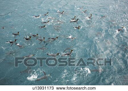 Stock Image - Adult king penguins (Aptenodytes patagonicus) swimming in the clear waters of Right Whale Bay on South Georgia Island, South Atlantic Ocean.. Fotosearch