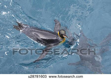Stock Image - Adult king penguins (Aptenodytes patagonicus) swimming in the clear waters of Right Whale Bay on South Georgia Island, South Atlantic Ocean.. Fotosearch