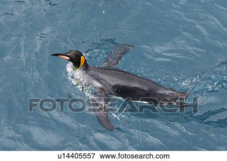 Adult king penguins (Aptenodytes patagonicus) swimming in the clear waters of Right Whale Bay on South Georgia Island, South Atlantic Ocean. View Large Photo Image Stock Photo - Adult king penguins (Aptenodytes patagonicus) swimming in the clear waters of Right Whale Bay on South Georgia Island, South Atlantic Ocean.. Fotosearch