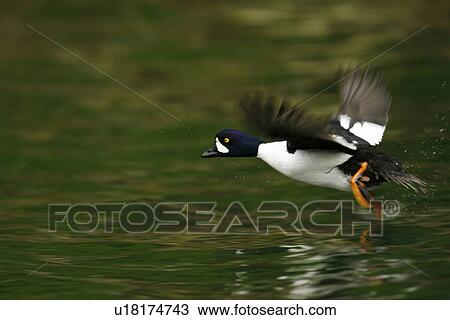 Adult male Barrow's Goldeneye (Bucephala islandica) taking flight in full breeding plumage in the calm waters of Red Bluff Bay, Southeastern Alaska, USA. Pacific Ocean. (rr) View Large Photo Image Stock Image - Adult male Barrow's Goldeneye (Bucephala islandica) taking flight in full breeding plumage in the calm waters of Red Bluff Bay, Southeastern Alaska, USA. Pacific Ocean. (rr). Fotosearch