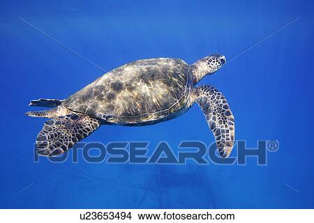 Picture - Adult male green sea turtle (Chelonia mydas) coming to the surface to breath near Mala Wharf, Maui, Hawaii, USA. Pacific Ocean.. Fotosearch