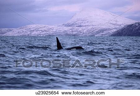Adult male Killer whale (Orcinus orca) surfacing with snowy mountains behind. Winter in northern Norway. View Large Photo Image Picture - Adult male Killer whale (Orcinus orca) surfacing with snowy mountains behind. Winter in northern Norway.. Fotosearch