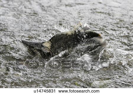Adult male pink salmon (Oncorhynchus gorbuscha) spawning in a stream in southeast Alaska, USA. This species is also sometimes called humpy or humpbacked salmon due to the huge hump that develops on the back during spawning. Alaska, USA View Large Photo Image Stock Image - Adult male pink salmon (Oncorhynchus gorbuscha) spawning in a stream in southeast Alaska, USA. This species is also sometimes called humpy or humpbacked salmon due to the huge hump that develops on the back during spawning. Alaska, USA. Fotosearch