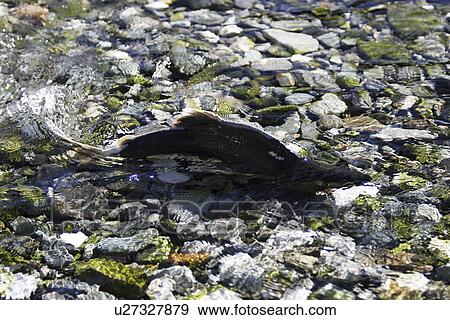 Adult male pink salmon (Oncorhynchus gorbuscha) spawning in a stream in southeast Alaska, USA. This species is also sometimes called humpy or humpbacked salmon due to the huge hump that develops on the back during spawning. Alaska, USA View Large Photo Image Stock Photo - Adult male pink salmon (Oncorhynchus gorbuscha) spawning in a stream in southeast Alaska, USA. This species is also sometimes called humpy or humpbacked salmon due to the huge hump that develops on the back during spawning. Alaska, USA. Fotosearch