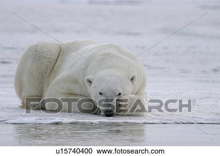 Adult male Polar Bear, Ursus maritimus, on frozen lake near Churchill, northern Manitoba, Hudson Bay, Canada View Large Photo Image Stock Image - Adult male Polar Bear, Ursus maritimus, on frozen lake near Churchill, northern Manitoba, Hudson Bay, Canada. Fotosearch