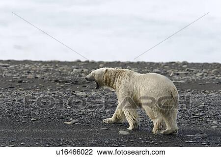 Stock Image - Adult male polar bear (Ursus maritimus) on the beach near pack ice in Isbukta (Ice Bay) in the Barents Sea off the eastern coast of Spitsbergen in the Svalbard Archipelago, Norway.. Fotosearch