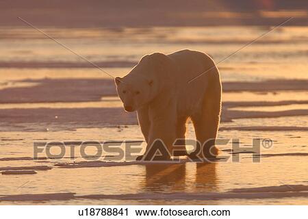 Adult male Polar Bear, Ursus maritimus, on frozen lake at sunset near Churchill, northern Manitoba, Hudson Bay, Canada View Large Photo Image Stock Image - Adult male Polar Bear, Ursus maritimus, on frozen lake at sunset near Churchill, northern Manitoba, Hudson Bay, Canada. Fotosearch