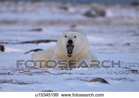 Stock Photo - Adult male Polar Bear, Ursus maritimus, yawning while resting near Churchill, northern Manitoba, Hudson Bay, Canada. Fotosearch