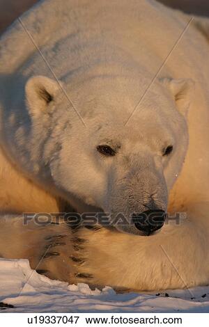 Adult male Polar Bear, Ursus maritimus, close-up near Churchill, northern Manitoba, Hudson Bay, Canada View Large Photo Image Stock Photo - Adult male Polar Bear, Ursus maritimus, close-up near Churchill, northern Manitoba, Hudson Bay, Canada. Fotosearch