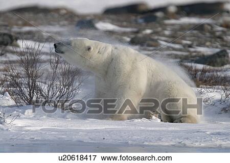 Stock Photo - Adult male Polar Bear, Ursus maritimus, shaking like a dog after scratching his back on a willow tree near Churchill, northern Manitoba, Hudson Bay, Canada. Fotosearch