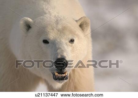 Stock Photo - Adult male Polar Bear, Ursus maritimus, (head detail) near Churchill, northern Manitoba, Hudson Bay, Canada. Fotosearch