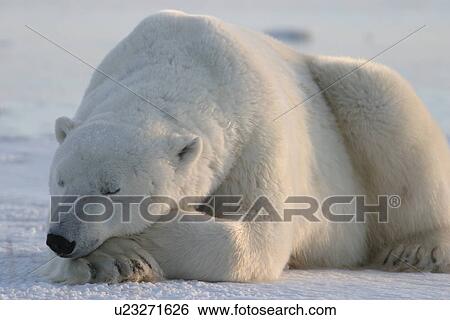 Stock Photograph - Adult male Polar Bear, Ursus maritimus, resting on frozen lake near Churchill, northern Manitoba, Hudson Bay, Canada. Fotosearch