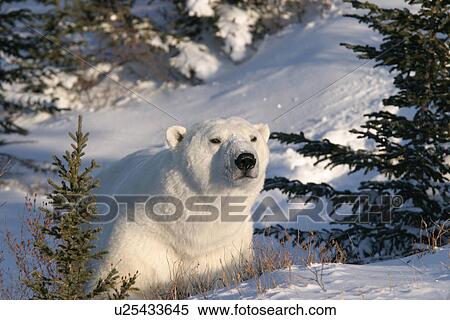 Stock Photography - Adult male Polar Bear, Ursus maritimus, in fresh snow and spruce trees near Churchill, northern Manitoba, Hudson Bay, Canada. Fotosearch