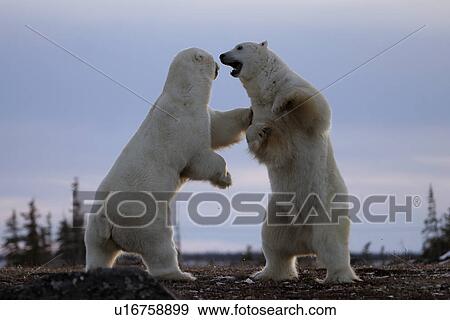 Adult male Polar Bears (Ursus maritimus) in ritualistic fighting stance (injuries are rare) near Churchill, Manitoba, Canada. View Large Photo Image Stock Photo - Adult male Polar Bears (Ursus maritimus) in ritualistic fighting stance (injuries are rare) near Churchill, Manitoba, Canada.. Fotosearch