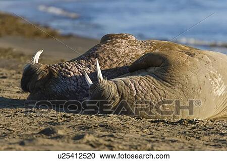 Stock Image - Adult male walrus (Odobenus rosmarus rosmarus) at Kapp Lee on the western side of EdgeÏya (Edge Island) in the Svalbard Archipelago in the Barents Sea, Norway.. Fotosearch