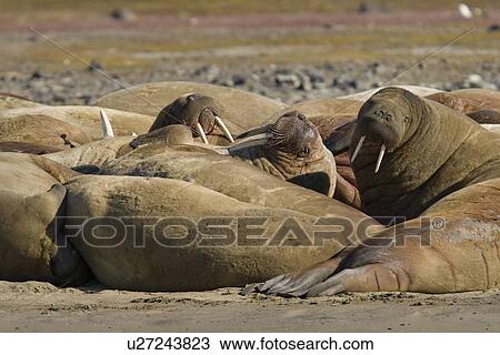 Adult male walrus (Odobenus rosmarus rosmarus) at Kapp Lee on the western side of EdgeÏya (Edge Island) in the Svalbard Archipelago in the Barents Sea, Norway. View Large Photo Image Stock Image - Adult male walrus (Odobenus rosmarus rosmarus) at Kapp Lee on the western side of EdgeÏya (Edge Island) in the Svalbard Archipelago in the Barents Sea, Norway.. Fotosearch