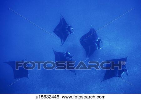 Stock Photograph - Adult Manta Ray (Manta birostris) in possible mating formation off the coast of Maui, Hawaii, USA.. Fotosearch