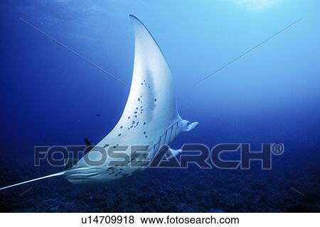 Adult Manta Ray (Manta birostris) underwater in deep water off the coast of Maui, Hawaii, USA. View Large Photo Image Stock Photo - Adult Manta Ray (Manta birostris) underwater in deep water off the coast of Maui, Hawaii, USA.. Fotosearch