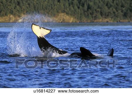 Stock Photo - Adult Orca (Orcinus orca) tail-lobbing off the San Juan Island group, Washington State, USA. Pacific Ocean.. Fotosearch