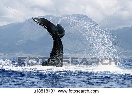 Adult Pacific humpback whale inverted tail-lob in the AuAu Channel, Maui, Hawaii. View Large Photo Image Stock Photo - Adult Pacific humpback whale inverted tail-lob in the AuAu Channel, Maui, Hawaii.. Fotosearch
