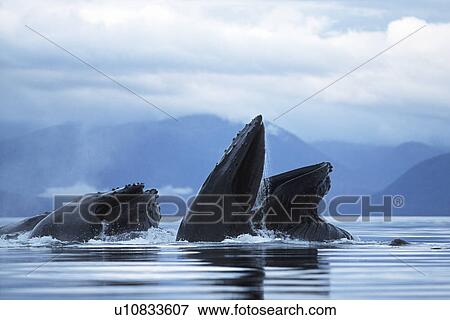 Stock Photo - Adult Pacific Humpback Whales, Megaptera novaeangliae, cooperatively bubble-net feeding, Southeast Alaska. Fotosearch