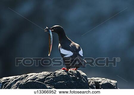 Adult pigeon guillemot (Cepphus columba) in breeding plumage with a sand lance in its beak at Sail Rock in Frederick Sound, Southeast Alaska, USA. Pacific Ocean. View Large Photo Image Stock Image - Adult pigeon guillemot (Cepphus columba) in breeding plumage with a sand lance in its beak at Sail Rock in Frederick Sound, Southeast Alaska, USA. Pacific Ocean.. Fotosearch