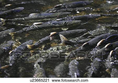 Stock Image - Adult pink salmon (Oncorhynchus gorbuscha) spawning in a stream in southeast Alaska, USA.. Fotosearch