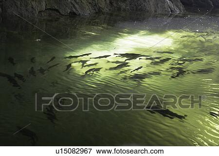 Adult pink salmon (Oncorhynchus gorbuscha) spawning in a stream in southeast Alaska, USA. This species is also sometimes called humpy or humpbacked salmon due to the huge hump that develops on the back during spawning. Alaska, USA View Large Photo Image Stock Photo - Adult pink salmon (Oncorhynchus gorbuscha) spawning in a stream in southeast Alaska, USA. This species is also sometimes called humpy or humpbacked salmon due to the huge hump that develops on the back during spawning. Alaska, USA. Fotosearch
