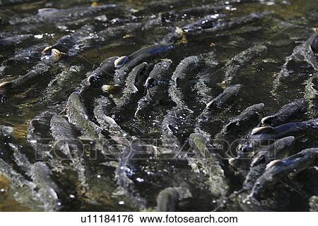 Adult pink salmon (Oncorhynchus gorbuscha) spawning in a stream in southeast Alaska, USA. View Large Photo Image Stock Photograph - Adult pink salmon (Oncorhynchus gorbuscha) spawning in a stream in southeast Alaska, USA.. Fotosearch