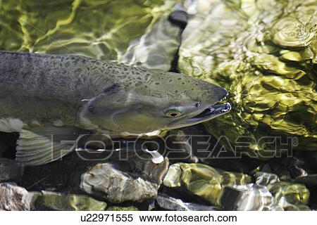 Stock Photography - Adult pink salmon (Oncorhynchus gorbuscha) spawning in a stream in southeast Alaska, USA. This species is also sometimes called humpy or humpbacked salmon due to the huge hump that develops on the back during spawning. Alaska, USA. Fotosearch