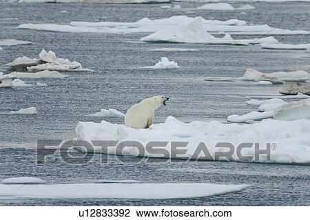 Stock Image - Adult polar bear (Ursus maritimus) on multi-year ice floes in the Barents Sea off the eastern coast of EdgeÏya (Edge Island) in the Svalbard Archipelago, Norway.. Fotosearch