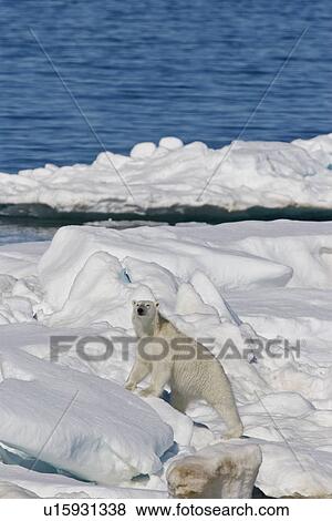 Stock Photo - Adult polar bear (Ursus maritimus) on multi-year ice floes in the Barents Sea off the eastern coast of EdgeÏya (Edge Island) in the Svalbard Archipelago, Norway.. Fotosearch