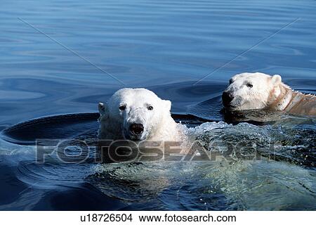 Adult Polar Bear, Ursus maritimus, pair swimming in open water, Hudson Bay, Manitoba, Canada View Large Photo Image Picture - Adult Polar Bear, Ursus maritimus, pair swimming in open water, Hudson Bay, Manitoba, Canada. Fotosearch