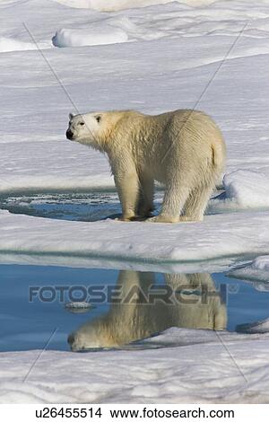 Adult polar bear (Ursus maritimus) reflected in melt water pool on multi-year ice floes in the Barents Sea off the eastern coast of EdgeÏya (Edge Island) in the Svalbard Archipelago, Norway. View Large Photo Image Picture - Adult polar bear (Ursus maritimus) reflected in melt water pool on multi-year ice floes in the Barents Sea off the eastern coast of EdgeÏya (Edge Island) in the Svalbard Archipelago, Norway.. Fotosearch