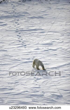 Stock Image - Adult Polar Bear (Ursus maritimus) following in tracks on open tundra outside Churchill, Manitoba, Canada.. Fotosearch