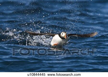 Adult puffin (Fratercula arctica) taking flight on the nesting island of Vaeroya in the Lofoton Island Group of Northern Norway, Norwegian Sea. (rr) View Large Photo Image Stock Photography - Adult puffin (Fratercula arctica) taking flight on the nesting island of Vaeroya in the Lofoton Island Group of Northern Norway, Norwegian Sea. (rr). Fotosearch