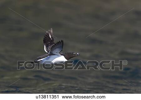 Adult Razorbill (Alca torda) in flight near the nesting island of Vaeroya in the Lofoton Island Group of Northern Norway, Norwegian Sea. View Large Photo Image Stock Image - Adult Razorbill (Alca torda) in flight near the nesting island of Vaeroya in the Lofoton Island Group of Northern Norway, Norwegian Sea.. Fotosearch