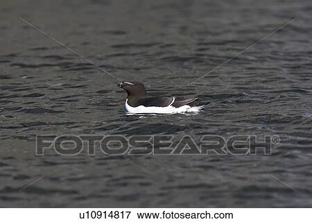 Adult Razorbill (Alca torda)resting on the water near the nesting island of Vaeroya in the Lofoton Island Group of Northern Norway, Norwegian Sea. View Large Photo Image Stock Photo - Adult Razorbill (Alca torda)resting on the water near the nesting island of Vaeroya in the Lofoton Island Group of Northern Norway, Norwegian Sea.. Fotosearch