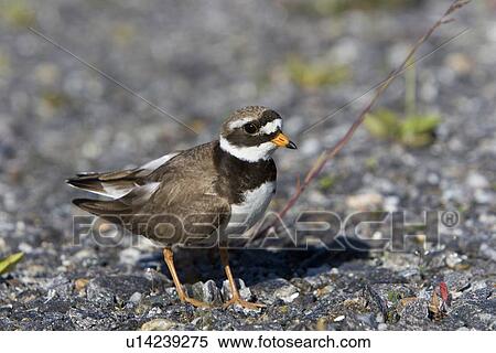 Adult ringed plover (Charadrius hiaticula) faking a broken wing in order to divert attention away from it's nest on the ground. Lovund, Norway in the Norwegian Sea. View Large Photo Image Stock Photography - Adult ringed plover (Charadrius hiaticula) faking a broken wing in order to divert attention away from it's nest on the ground. Lovund, Norway in the Norwegian Sea.. Fotosearch