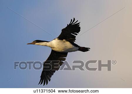 Picture - Adult Rock Cormorant (Phalacrocorax magellanicus) in flight. This bird is locally known as a rock shag. Falkland Island Group, South Atlantic Ocean.. Fotosearch