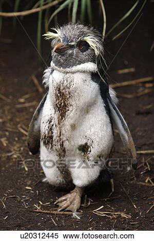 Adult rockhopper penguin (Eudyptes chrysocome moseleyi) going through a catastrophic moult on Nightingale Island in the Tristan da Cunha Island Group, South Atlantic Ocean. This sub-species of rockhopper penguin is endemic to the Tristan da Cunha Island G View Large Photo Image Stock Photography - Adult rockhopper penguin (Eudyptes chrysocome moseleyi) going through a catastrophic moult on Nightingale Island in the Tristan da Cunha Island Group, South Atlantic Ocean. This sub-species of rockhopper penguin is endemic to the Tristan da Cunha Island G. Fotosearch