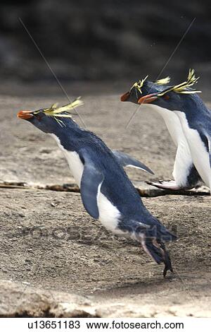 Adult rockhopper penguins (Eudyptes chrysocome moseleyi) "hopping" on Nightingale Island in the Tristan da Cunha Island Group, South Atlantic Ocean. This sub-species of rockhopper penguin is endemic to the Tristan da Cunha Island Group. Rockhopper penguin View Large Photo Image Stock Image - Adult rockhopper penguins (Eudyptes chrysocome moseleyi) "hopping" on Nightingale Island in the Tristan da Cunha Island Group, South Atlantic Ocean. This sub-species of rockhopper penguin is endemic to the Tristan da Cunha Island Group. Rockhopper penguin. Fotosearch