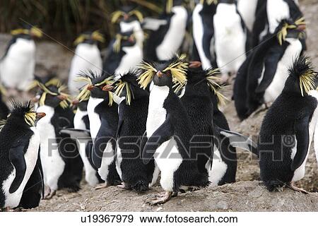 Adult rockhopper penguins (Eudyptes chrysocome moseleyi) on Nightingale Island in the Tristan da Cunha Island Group, South Atlantic Ocean. This sub-species of rockhopper penguin is endemic to the Tristan da Cunha Island Group. Rockhopper penguins are the View Large Photo Image Stock Photo - Adult rockhopper penguins (Eudyptes chrysocome moseleyi) on Nightingale Island in the Tristan da Cunha Island Group, South Atlantic Ocean. This sub-species of rockhopper penguin is endemic to the Tristan da Cunha Island Group. Rockhopper penguins are the . Fotosearch