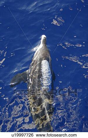 Adult rough-toothed dolphin (Steno bredanensis) bow riding the National Geographic Endeavour near Ascension Island. South Atlantic Ocean. View Large Photo Image Stock Photograph - Adult rough-toothed dolphin (Steno bredanensis) bow riding the National Geographic Endeavour near Ascension Island. South Atlantic Ocean.. Fotosearch