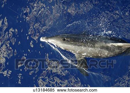 Adult rough-toothed dolphin (Steno bredanensis) bow riding the National Geographic Endeavour near Ascension Island. South Atlantic Ocean. View Large Photo Image Stock Photography - Adult rough-toothed dolphin (Steno bredanensis) bow riding the National Geographic Endeavour near Ascension Island. South Atlantic Ocean.. Fotosearch
