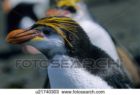 Adult Royal Penguin (Eudyptes Schlegeli). Sandy Bay, Macquarie Island, Subantarctic Australia View Large Photo Image Stock Image - Adult Royal Penguin (Eudyptes Schlegeli). Sandy Bay, Macquarie Island, Subantarctic Australia . Fotosearch