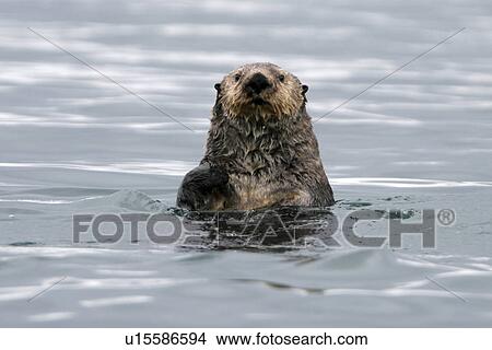 Adult sea otter (Enhydra lutris kenyoni) off Boulder Island in Glacier Bay National Park, south eastern Alaska, USA. Pacific Ocean. This sub-species ranges from the Aleutian Islands throughout southeast Alaska to Oregon. View Large Photo Image Picture - Adult sea otter (Enhydra lutris kenyoni) off Boulder Island in Glacier Bay National Park, south eastern Alaska, USA. Pacific Ocean. This sub-species ranges from the Aleutian Islands throughout southeast Alaska to Oregon.. Fotosearch