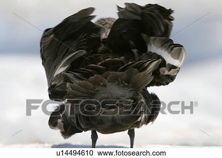 Adult Skua (Catharacta spp) ruffling its feathers near the Antarctic Peninsula. View Large Photo Image Stock Image - Adult Skua (Catharacta spp) ruffling its feathers near the Antarctic Peninsula.. Fotosearch