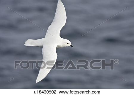 Adult snow petrel (Pagodroma nivea) on the wing in Crystal Sound below the Antarctic Circle, close to the Antarctic peninsula. This all-white petrel has two forms; the lesser snow petrel (Pagodroma nivea nivea) and the greater snow petrel (Pagodroma nivea View Large Photo Image Stock Image - Adult snow petrel (Pagodroma nivea) on the wing in Crystal Sound below the Antarctic Circle, close to the Antarctic peninsula. This all-white petrel has two forms; the lesser snow petrel (Pagodroma nivea nivea) and the greater snow petrel (Pagodroma nivea. Fotosearch
